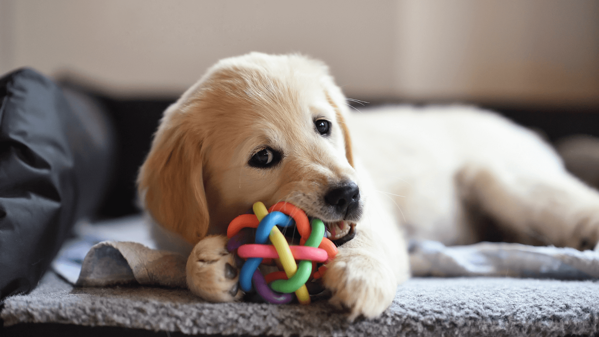 Door Buddy Blog - puppy training tips