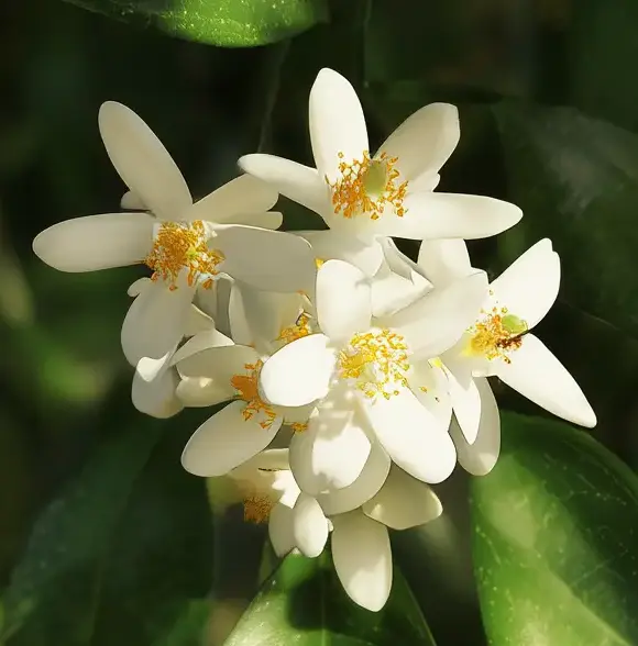 neroli flowers