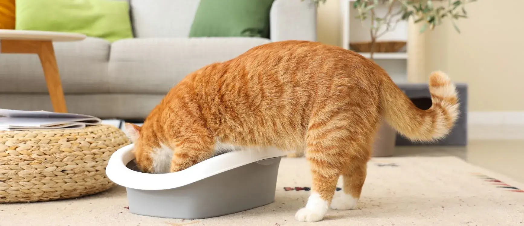 a orange cat inside a litter box