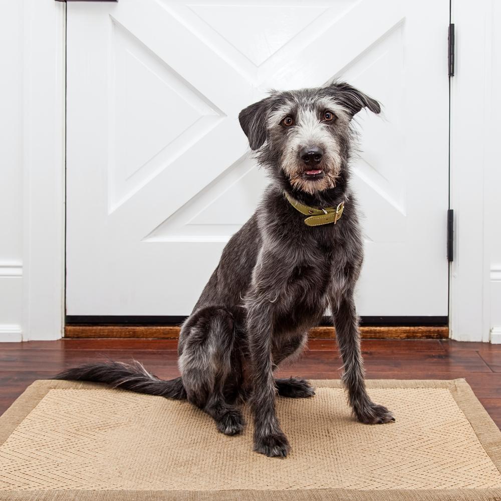 Mixed breed dog sitting in front of a door in her home