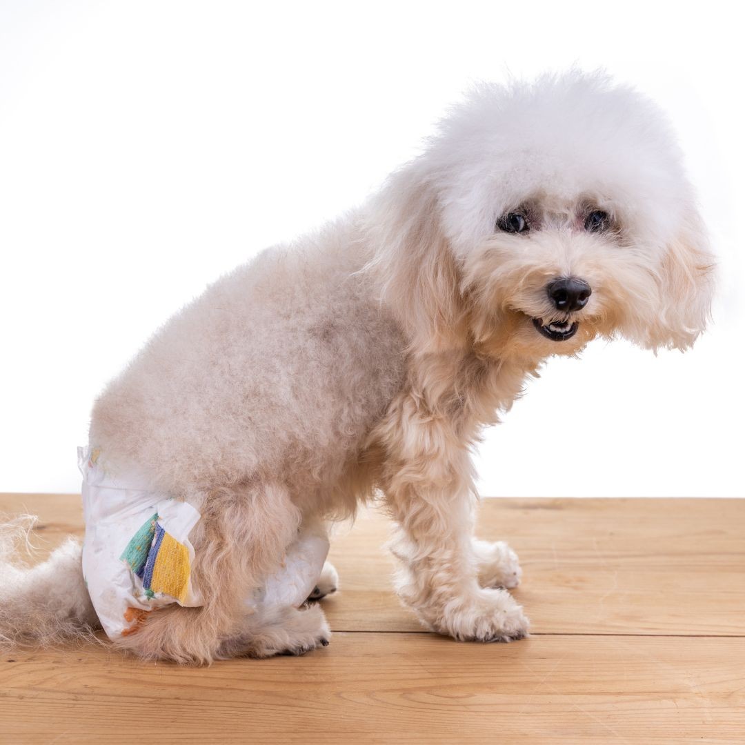 Dog sitting in disposable diaper
