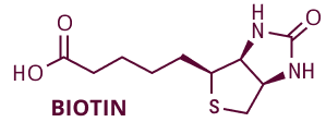 Biotin Molecule Structure
