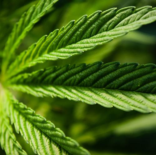 New World Wellness Hemp Leaf