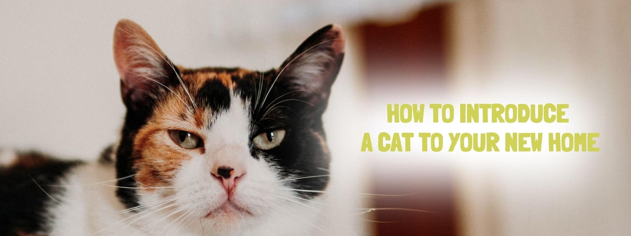 How to Introduce Cats To Your Home