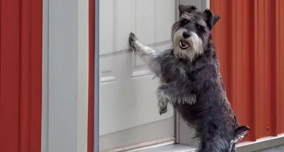 Dog scratching the door