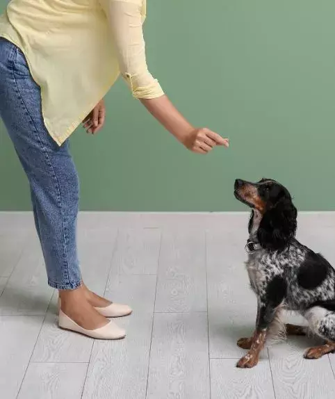 dog training
