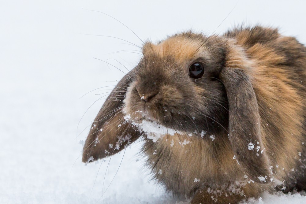 Can Rabbits Stay Outside in the Winter? | Rabbit Hole Hay