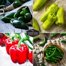 4 varieties of heirloom peppers