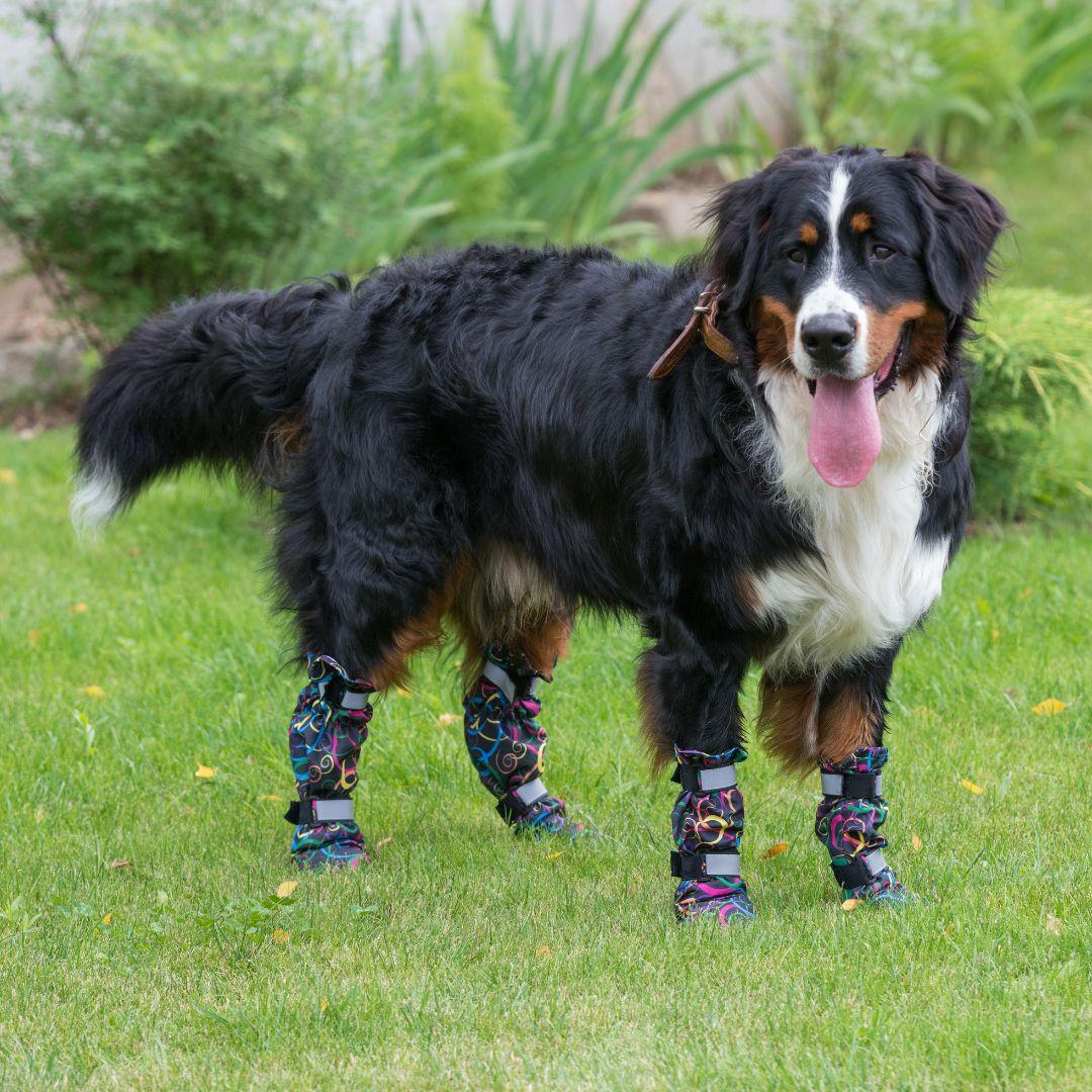 Dog wearing booties