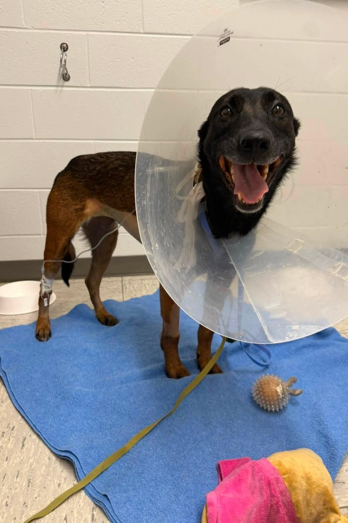 k9 skye in cone at vet