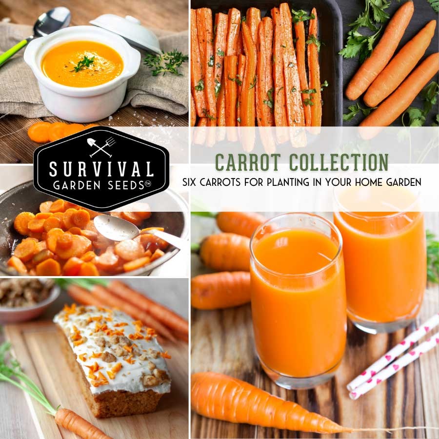 Carrot Seed Collection - 6 Heirloom Carrots for Your Garden