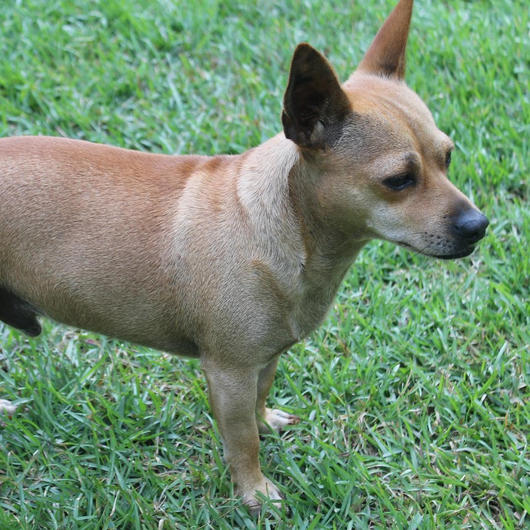 Nacho the Chiweenie Dog Outdoors