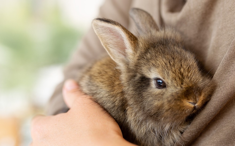 person holding a rabbit