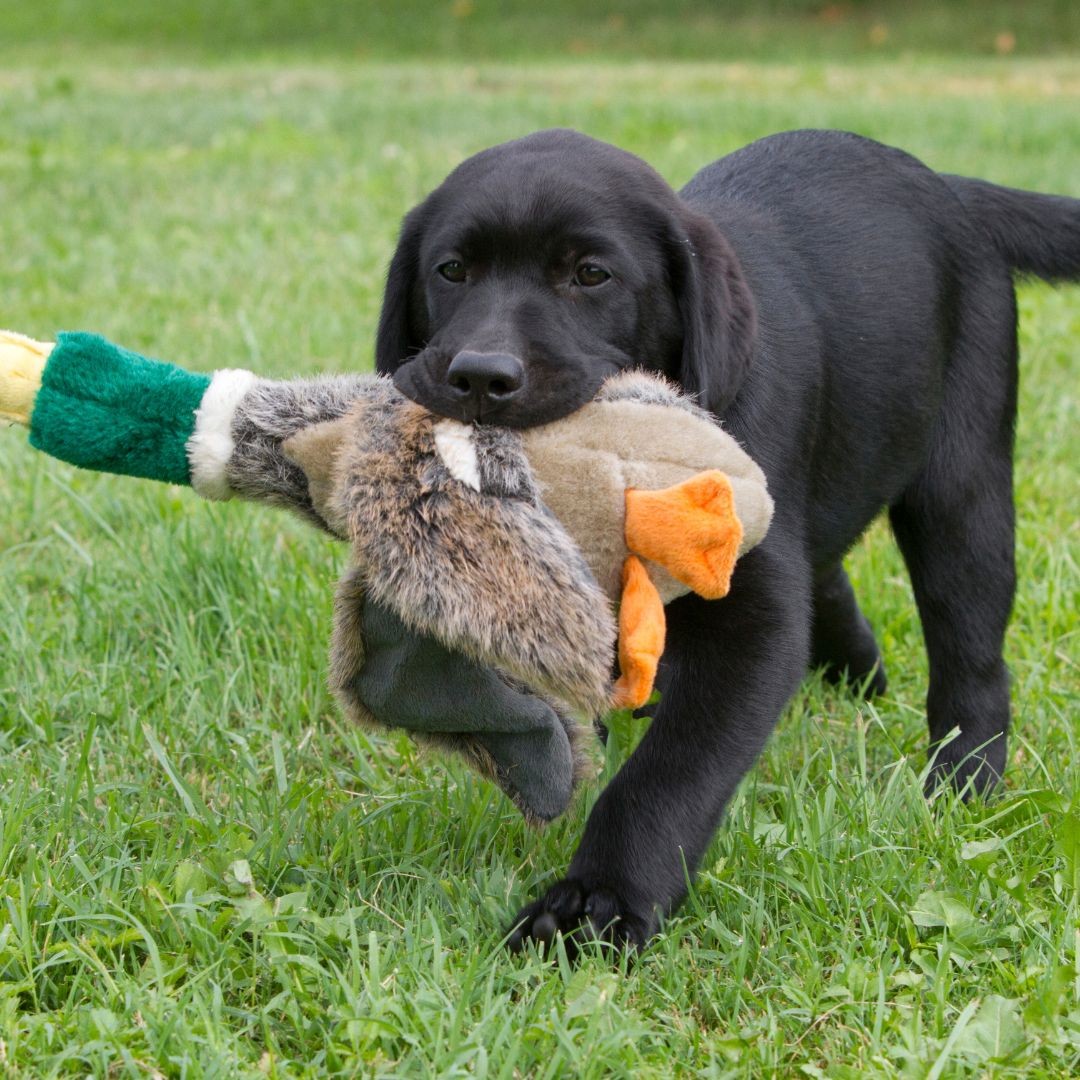 Puppy playing with stuffed toy