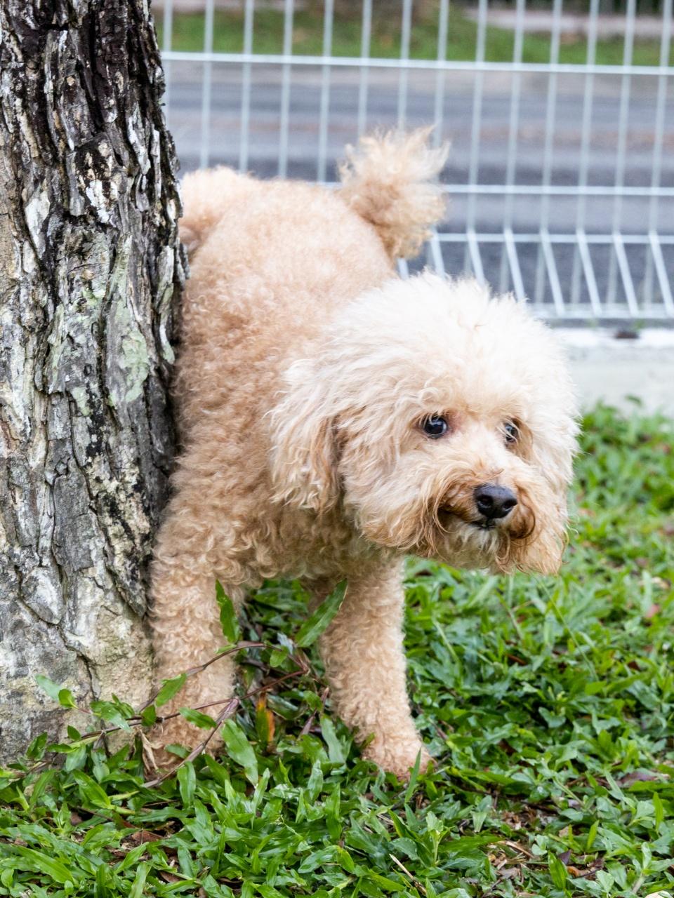 Male poodle pet dog pee urinate inside home onto furniture to mark territory.