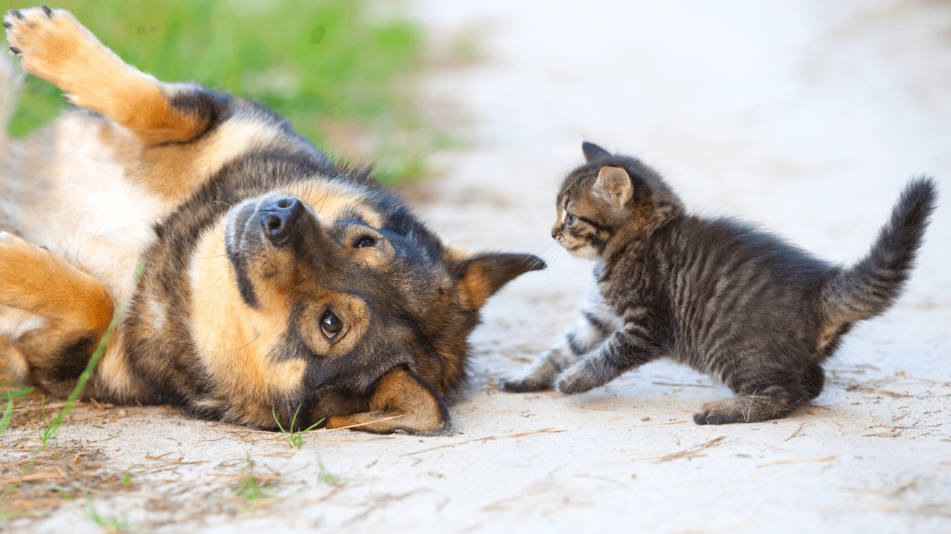 cat and dog playing or fighting - cover image