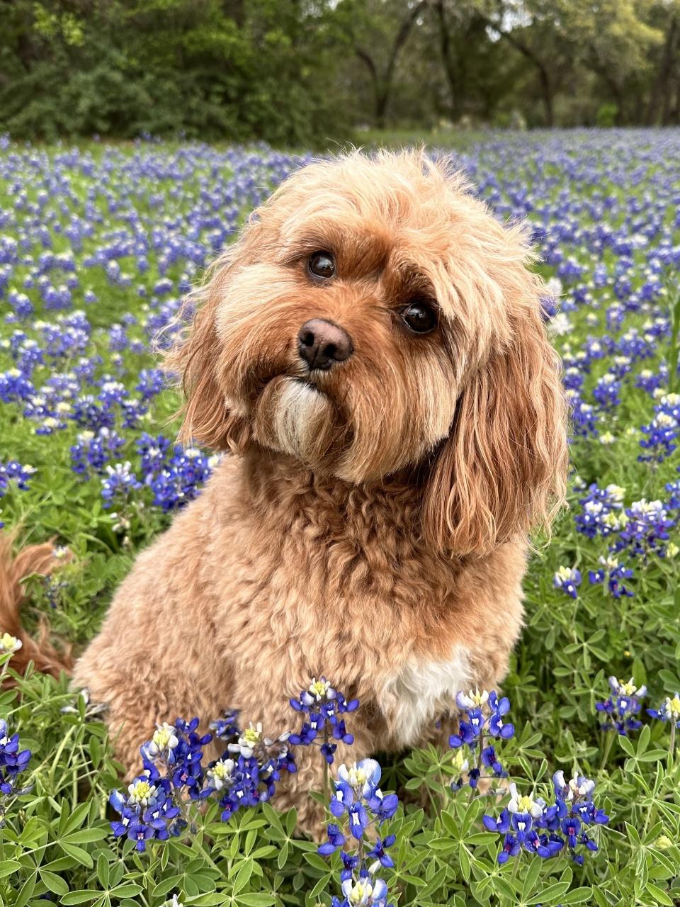 A purebred Belgian Malinois dog looking at the camera with a head tilt