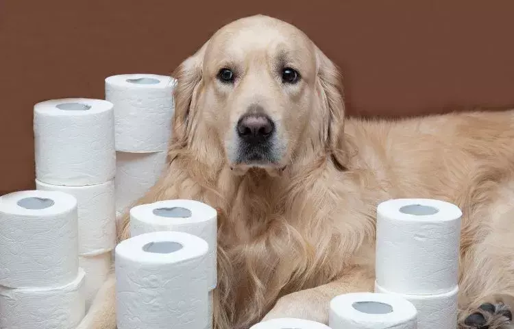 how to potty train an older dog
