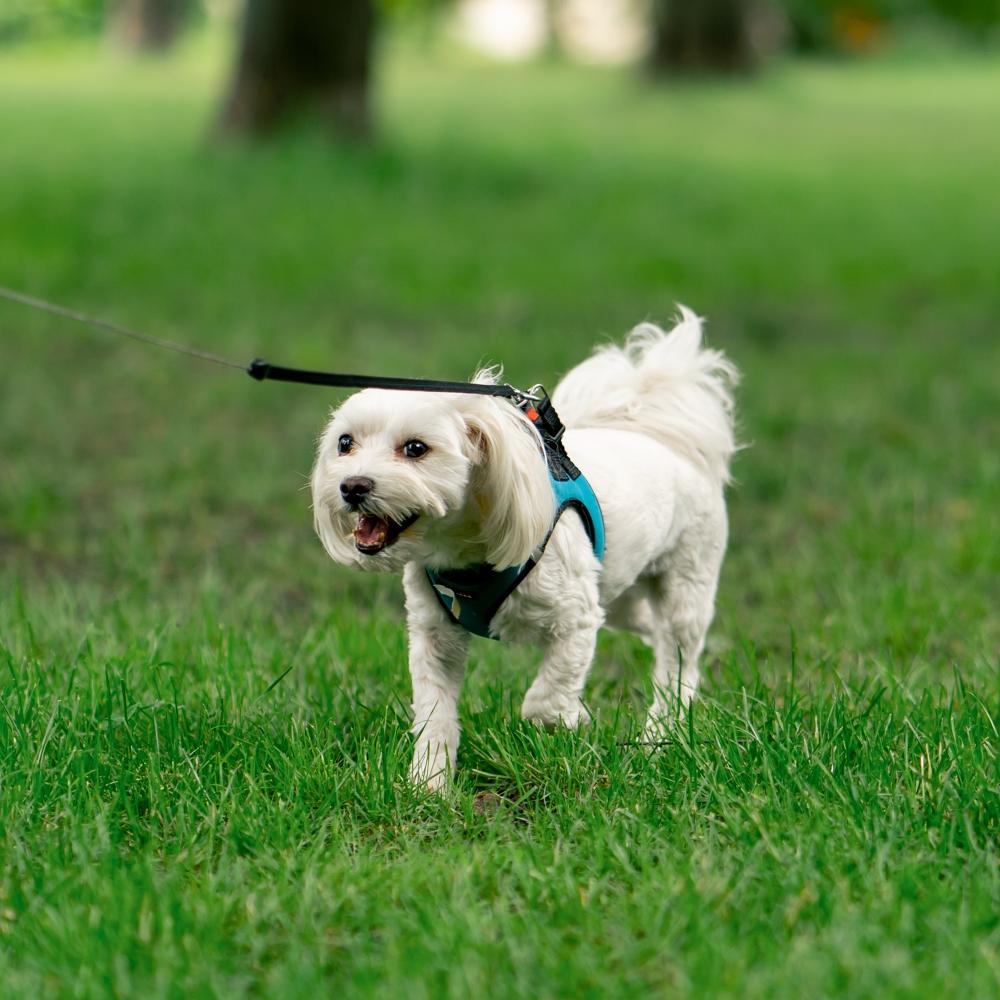 in the summer in the park on a walk on a blue leash a small white Maltese dog is walking a morning