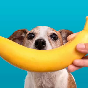 Can Dogs Eat Bananas?