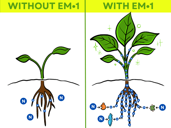 EM-1 improves the bioavailability of nutrients to plants