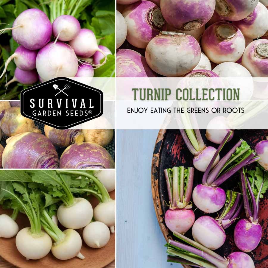 Turnip Collection - enjoy greens and roots