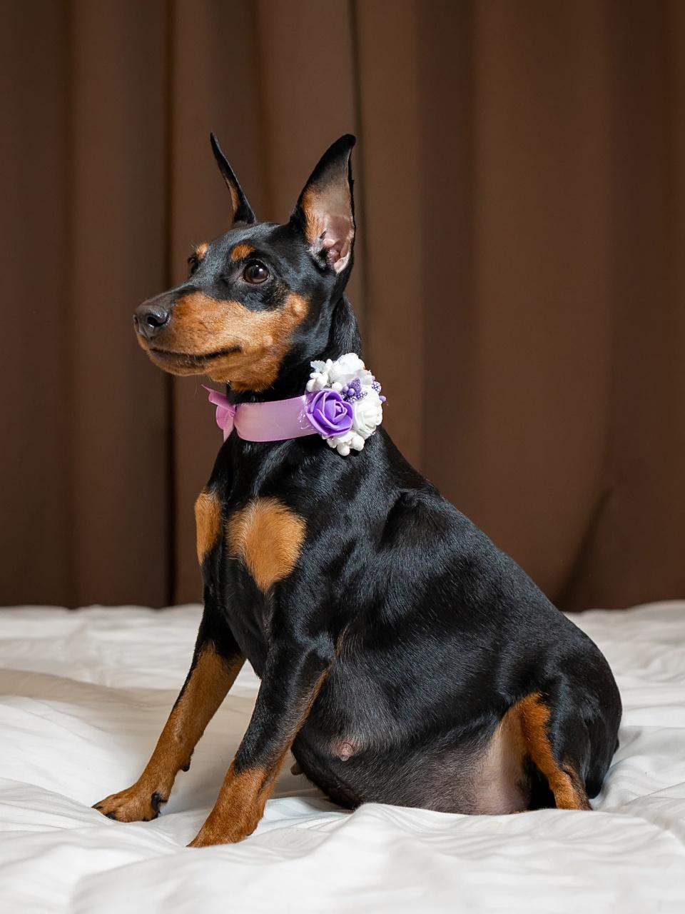 A small black-and-tan dog wearing a lavender floral collar sits proudly on a white bed against a warm brown backdrop.