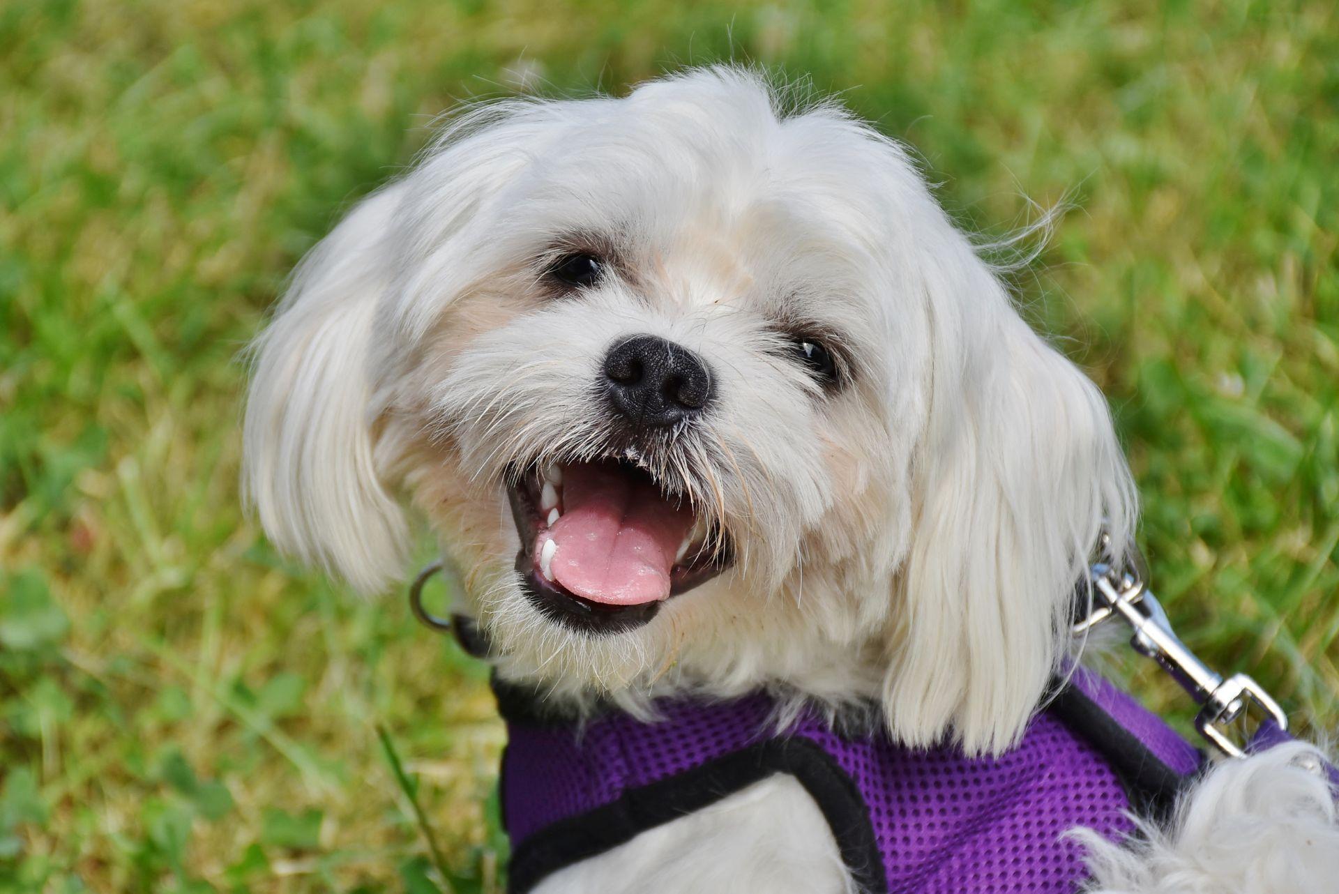 Happy Maltese outside