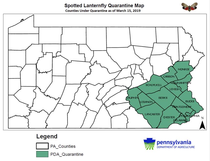 How Do You Treat For Spotted Lanternflies? 