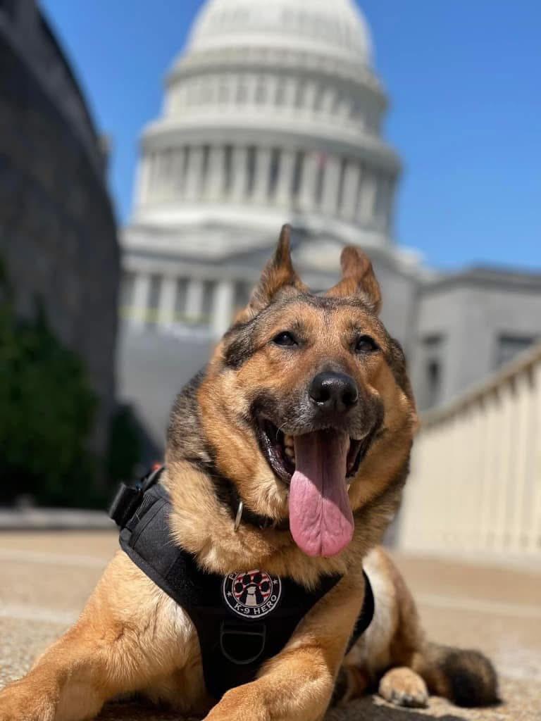 k9 tambo by the capital