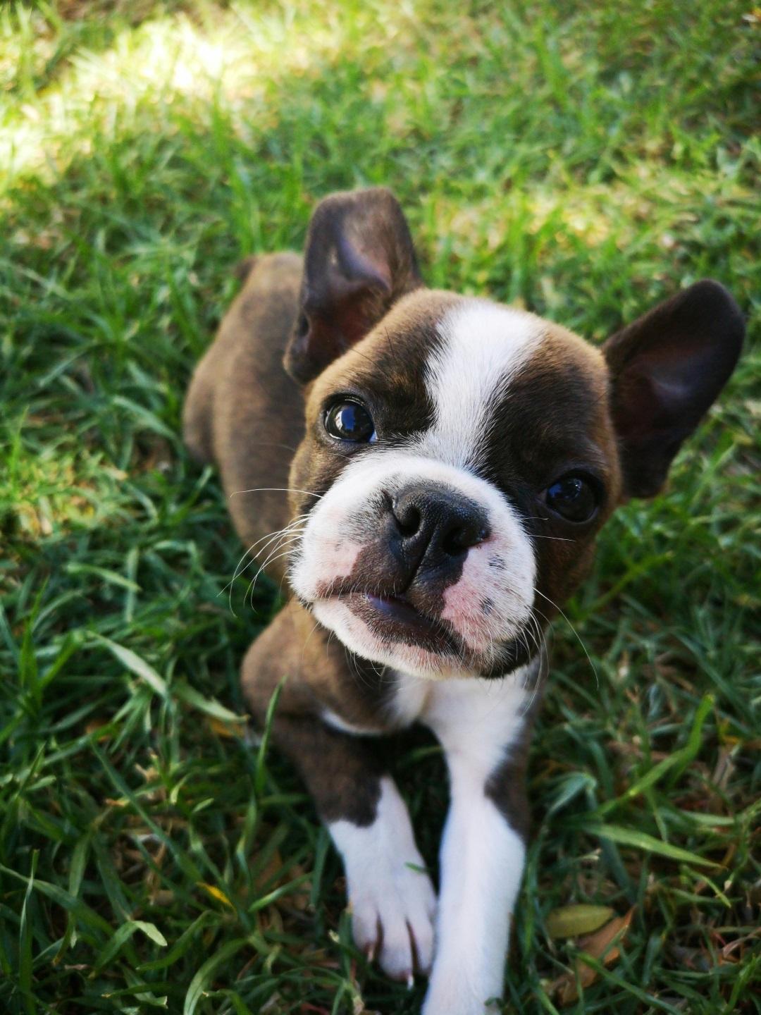 a brown and white Boston Terrier puppy sitting on the grass