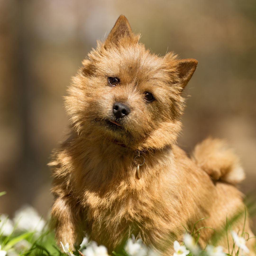 Adult terrier dog in spring