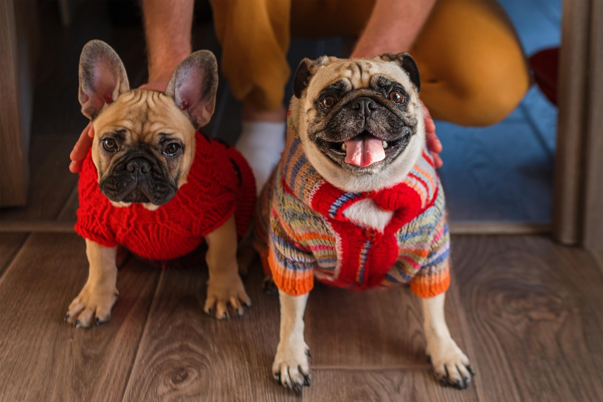 difference between french bulldog and pug