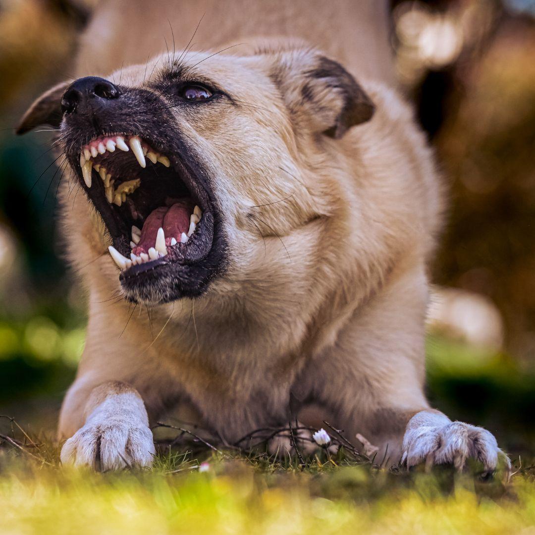 An aggressive dog with sharp teeth