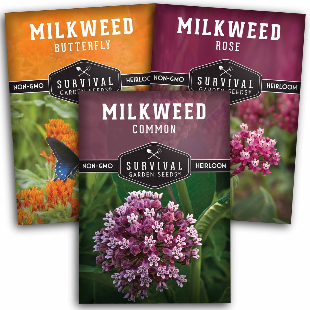 milkweed seed collection - butterfly milkweed, rose milk weed, common milkweed