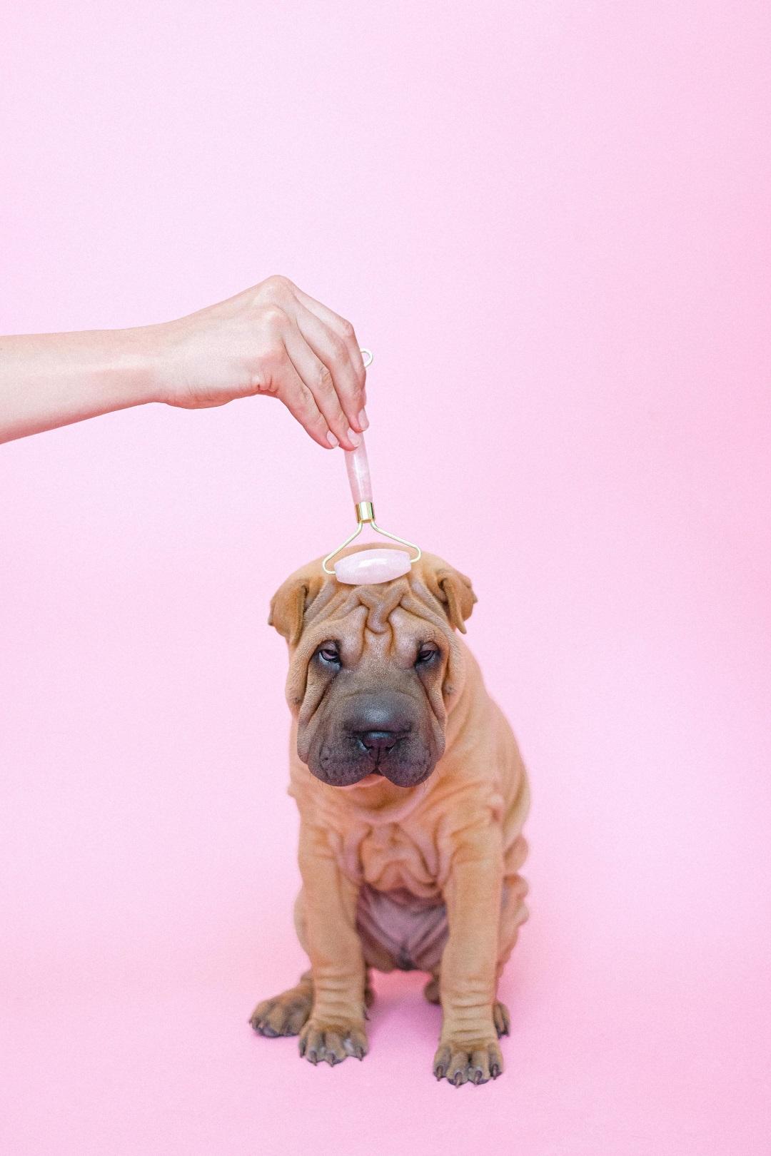 Shar-Pei dog