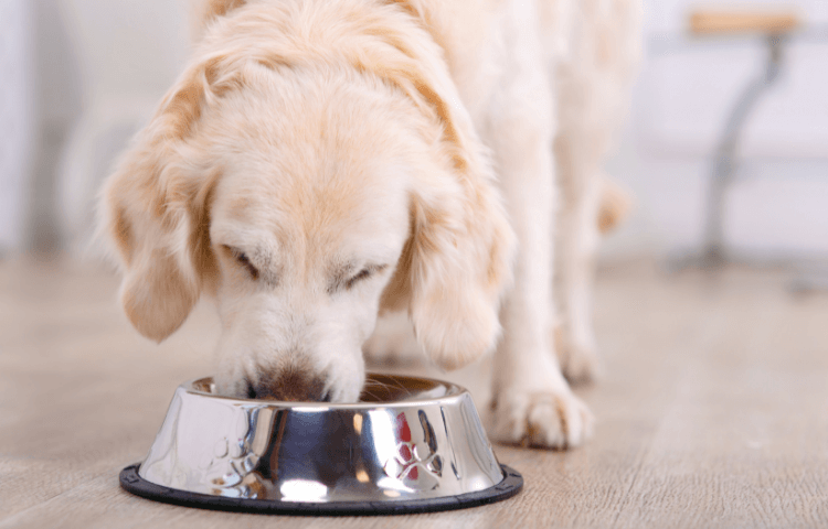 The Door Buddy - Senior Dog Diet