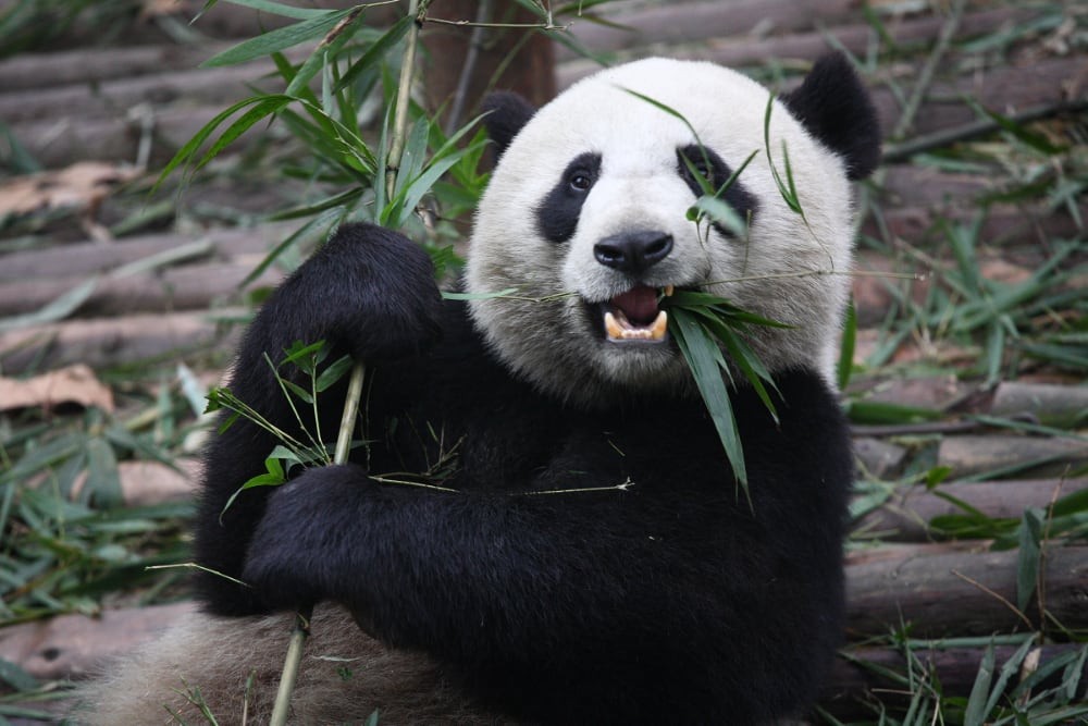What is a group of pandas called? The embarrassing reality