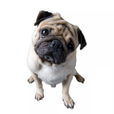 Pug