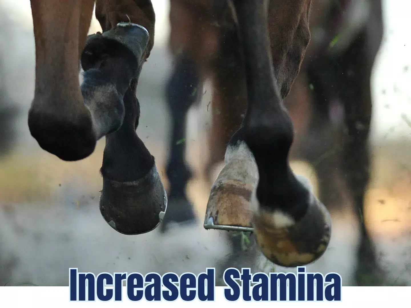 Selvita Equine Increased Stamina