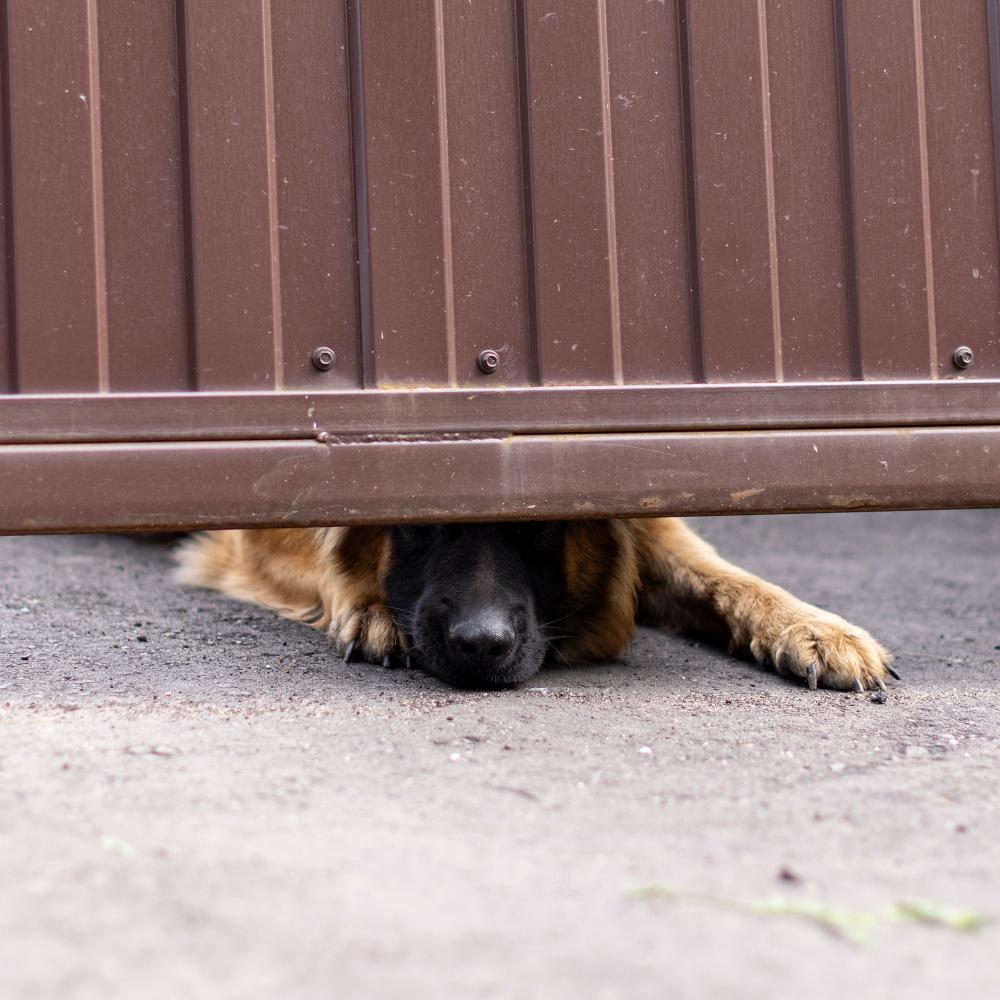 A German Shepherd dog looks out from under the fence