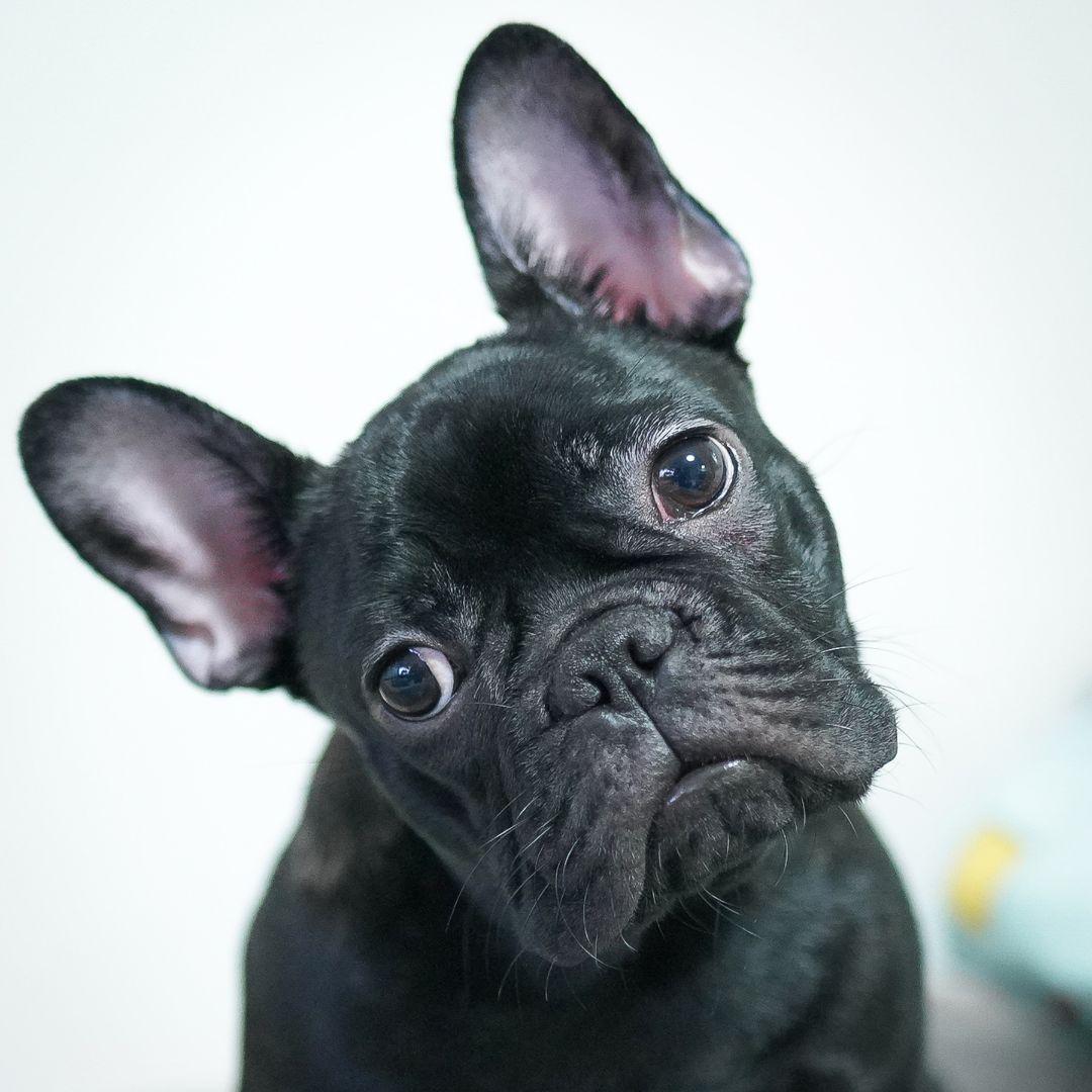 French Bulldog Puppy on White Background