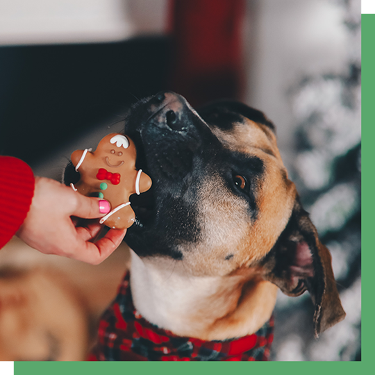 Wüfers Holiday Cookie Box Sneak Peek | Dog Christmas Gifts