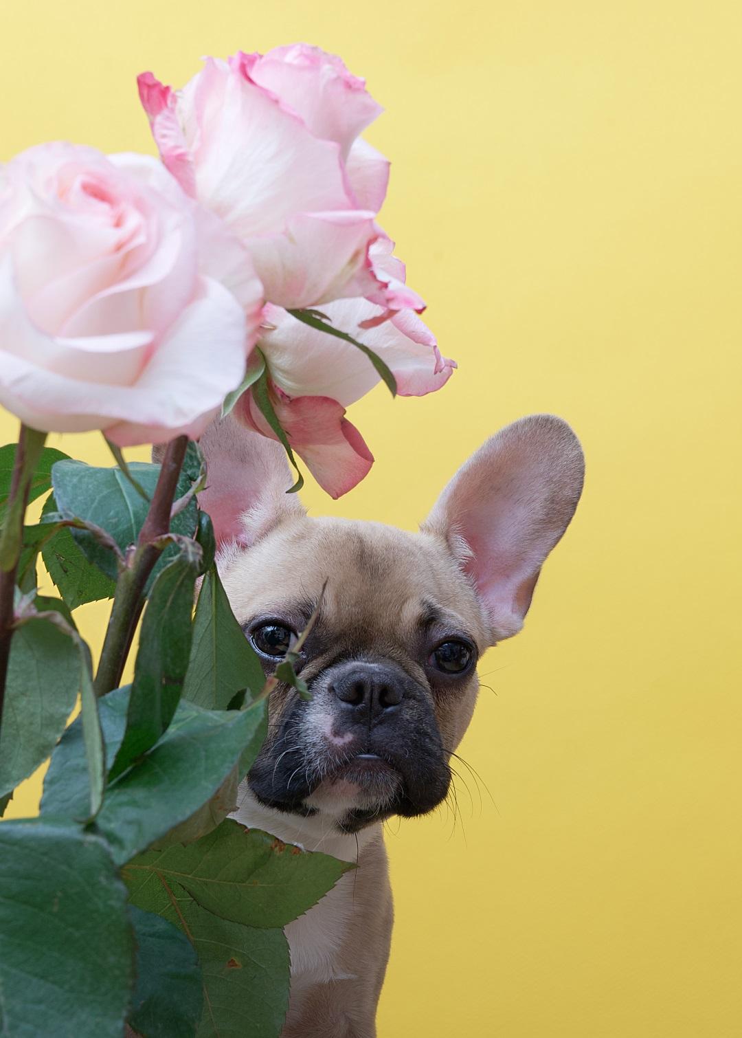 A curious French Bulldog peeks through a bouquet of soft pink roses against a vibrant yellow backdrop, capturing a moment of playful elegance in the garden.
