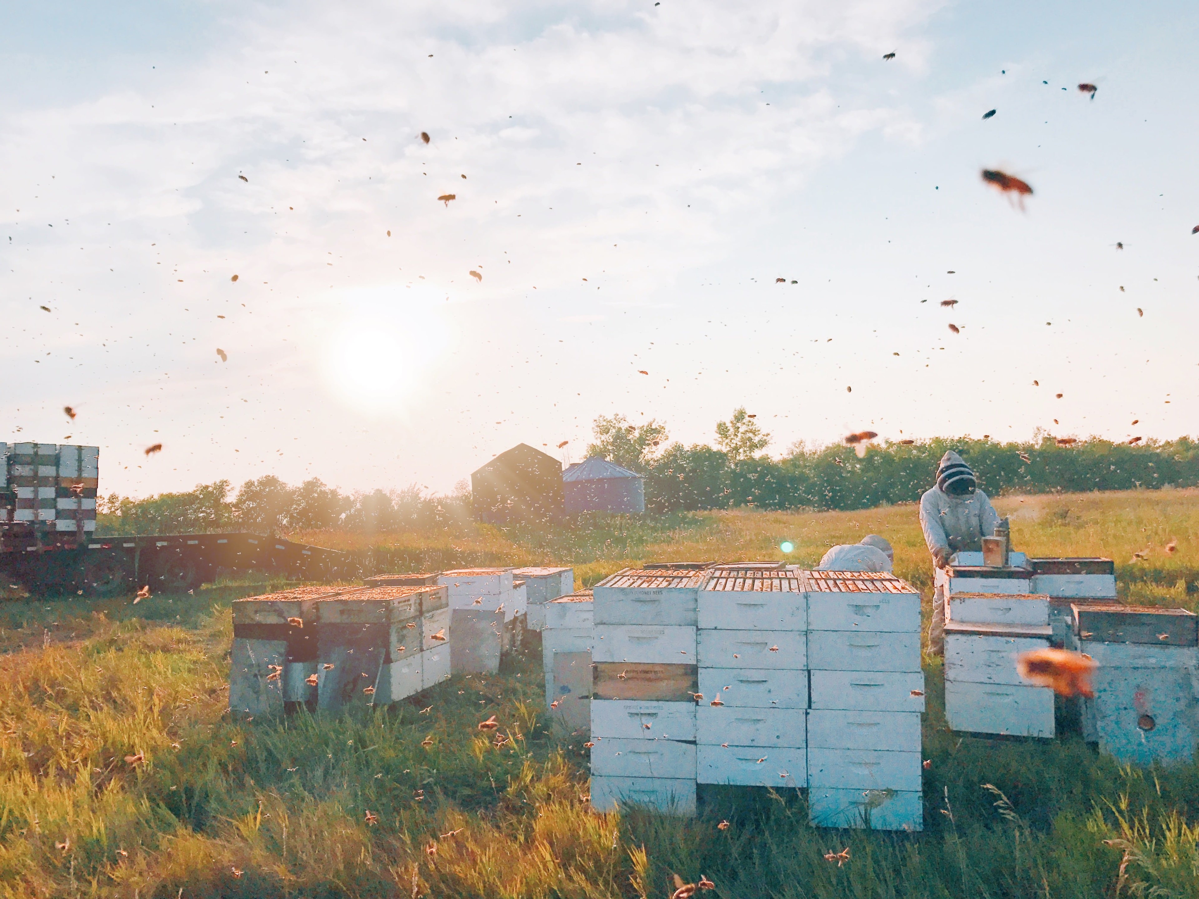 beekeeper tending to bees
