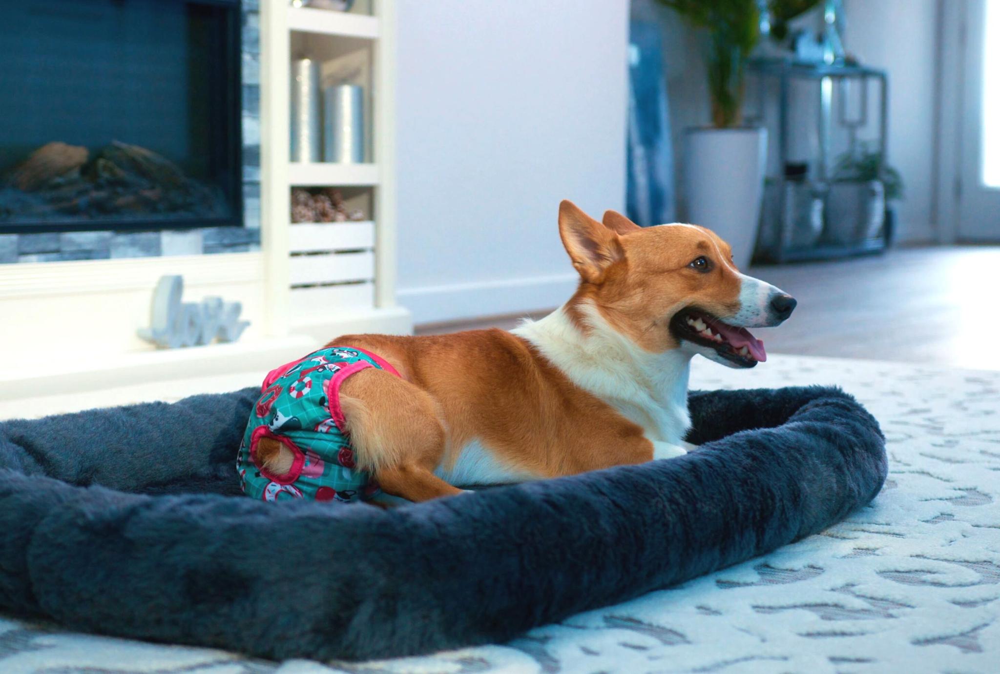 Do Dog Diapers Work? Potty Buddy™