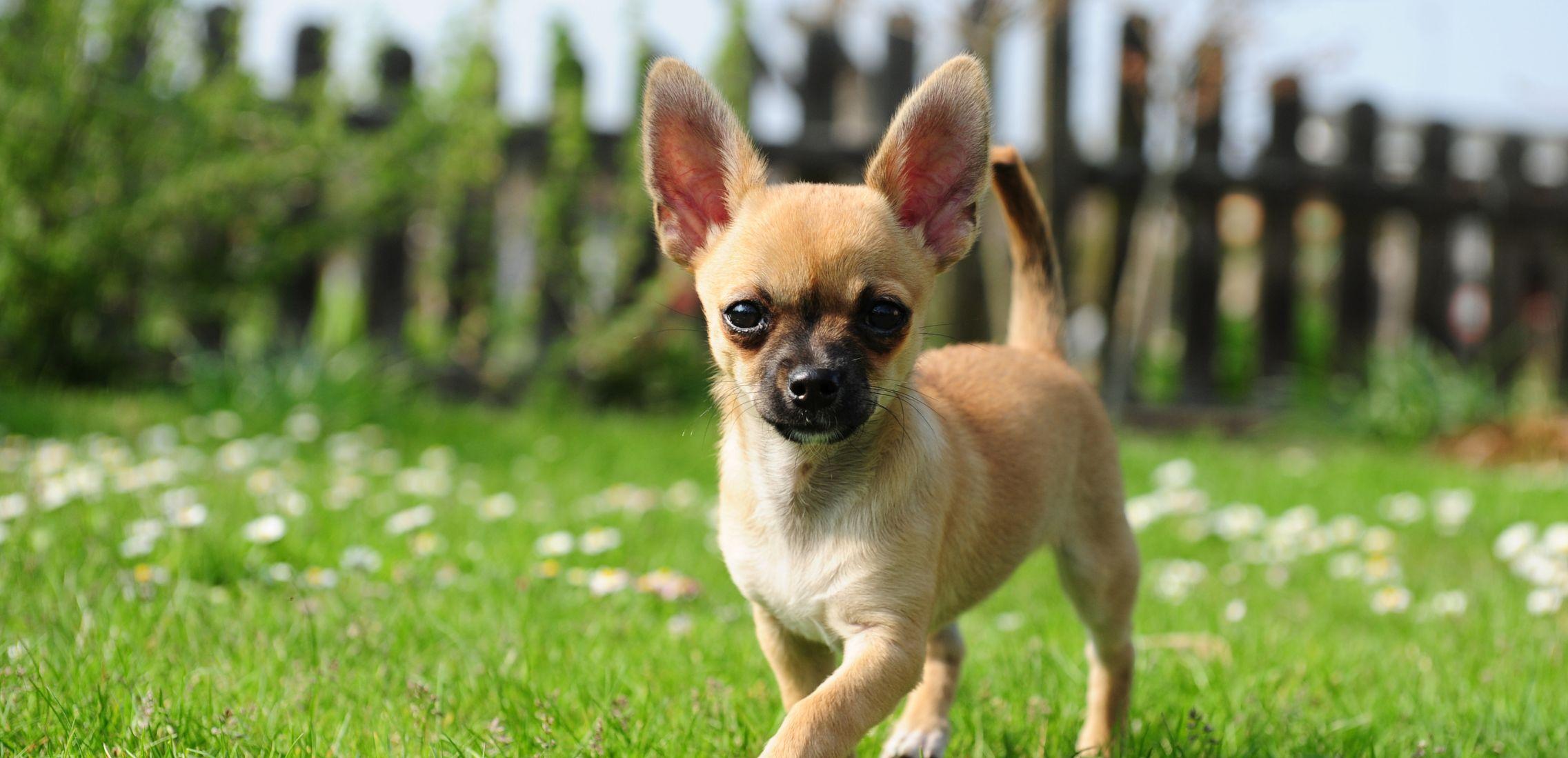 Chihuahua outdoors