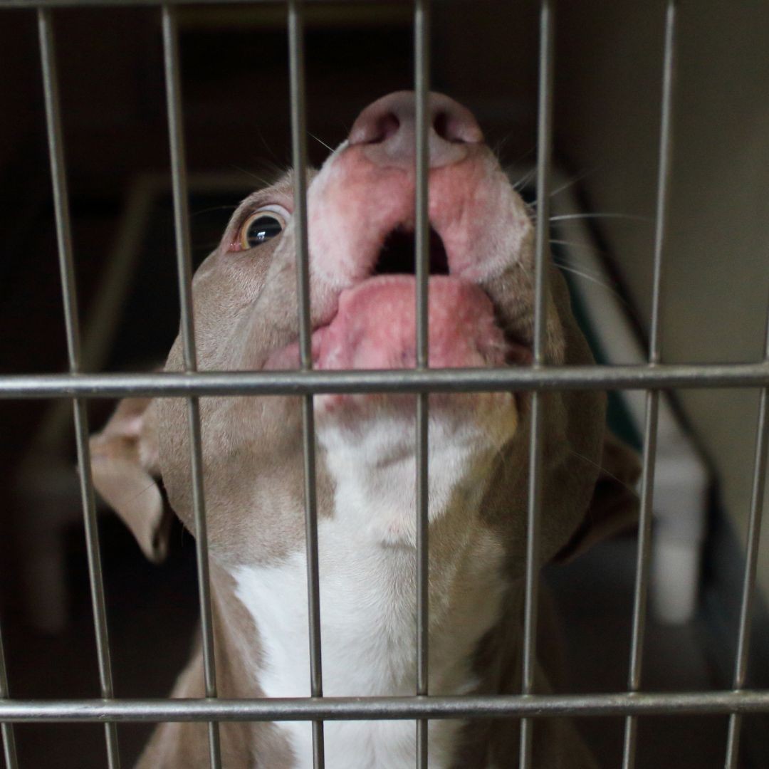 Dog howling in crate