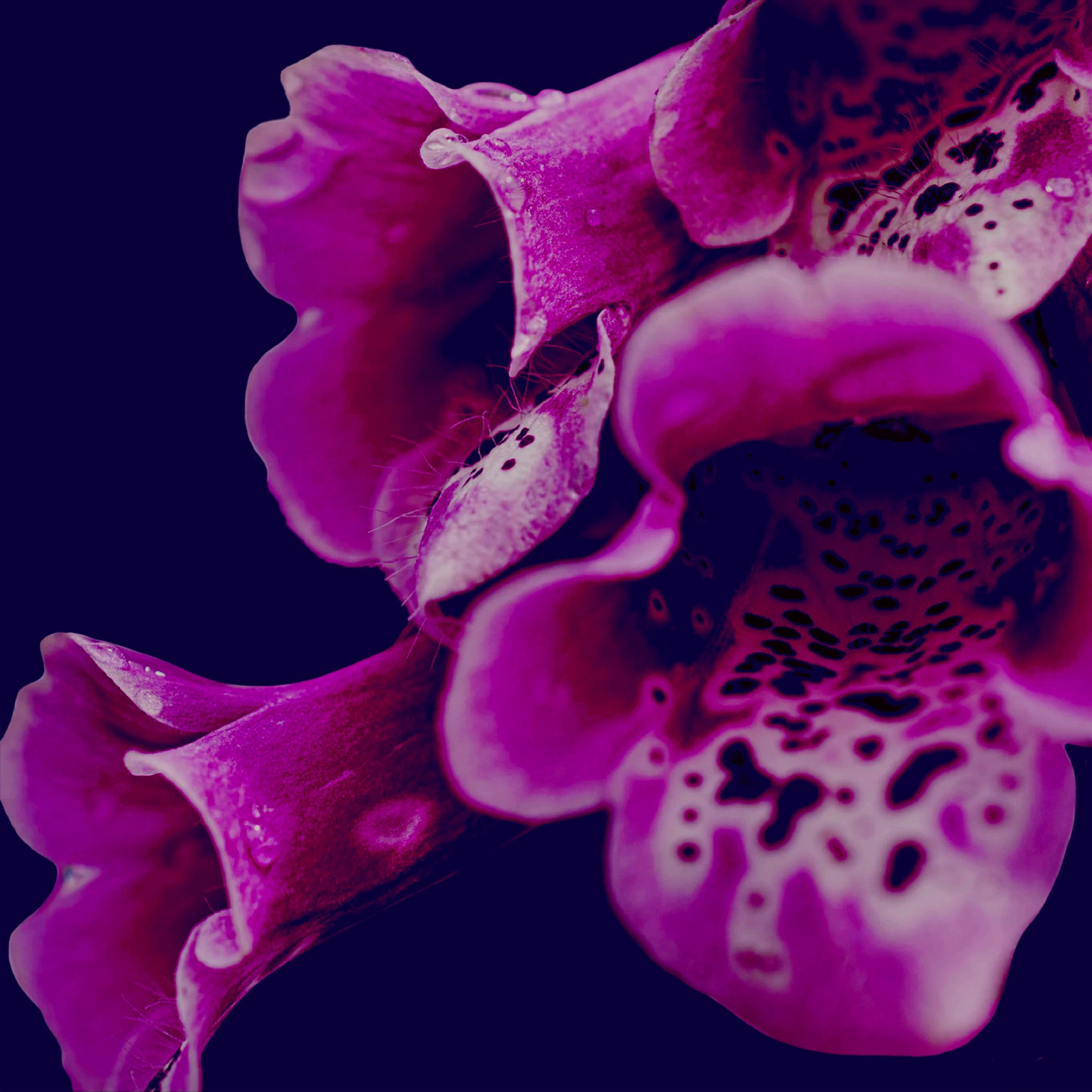 Digitalis Foxglove Flower