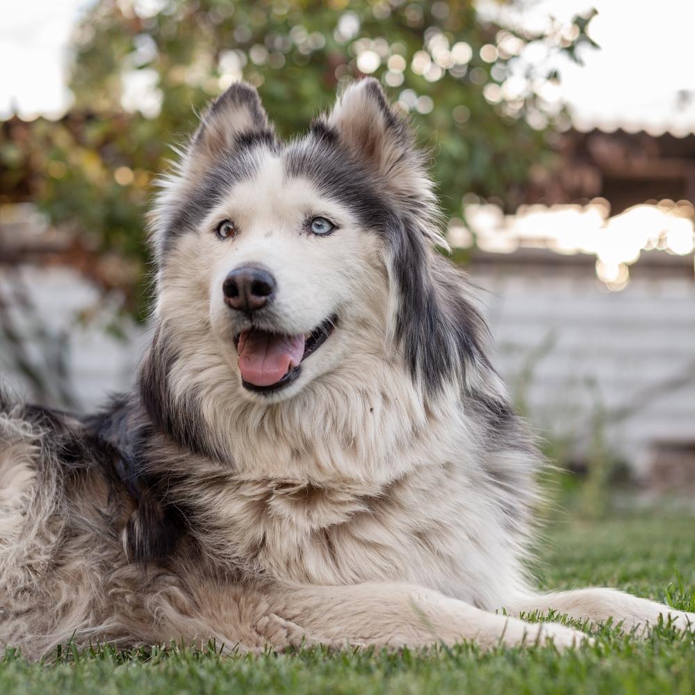 Siberian Husky dog lies on a green lawn in the warm season
